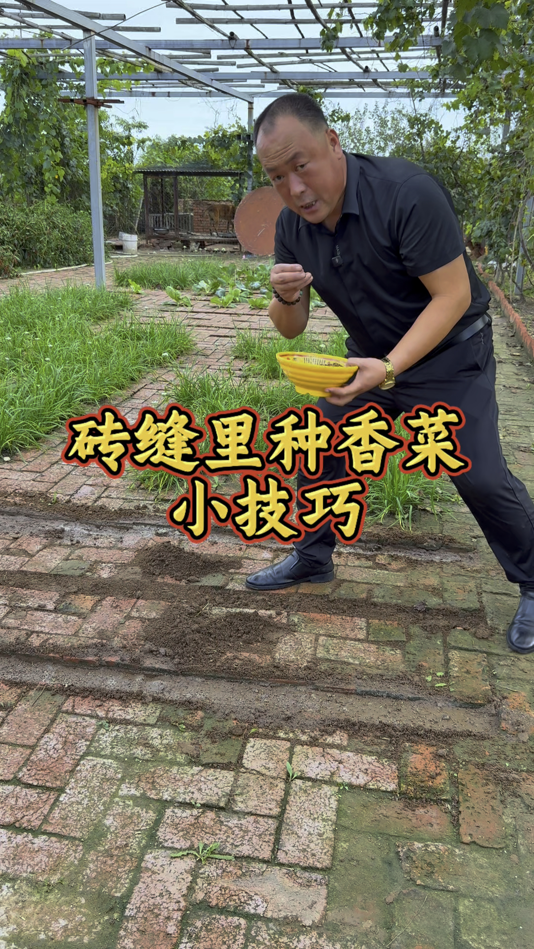 又到了种香菜的最佳季节了，注意以下几点，香菜出苗齐出苗快！