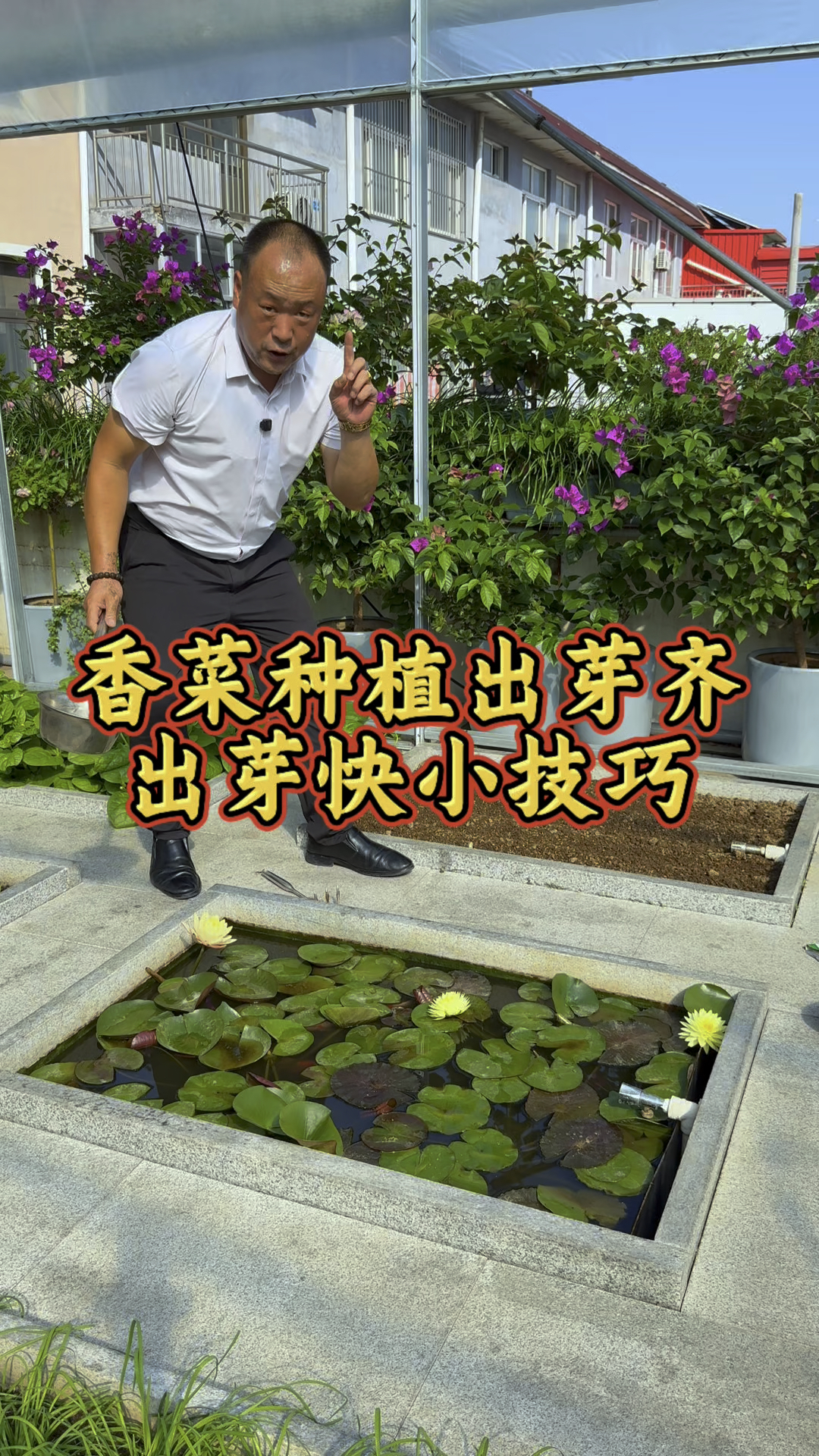 又到了种香菜的最佳季节了，要想香菜出芽齐出芽快一定注意以下几