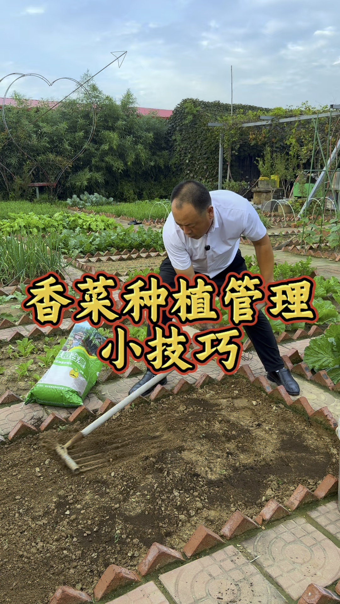 香菜种植注意以下几个重点,小香菜出苗齐出苗快!