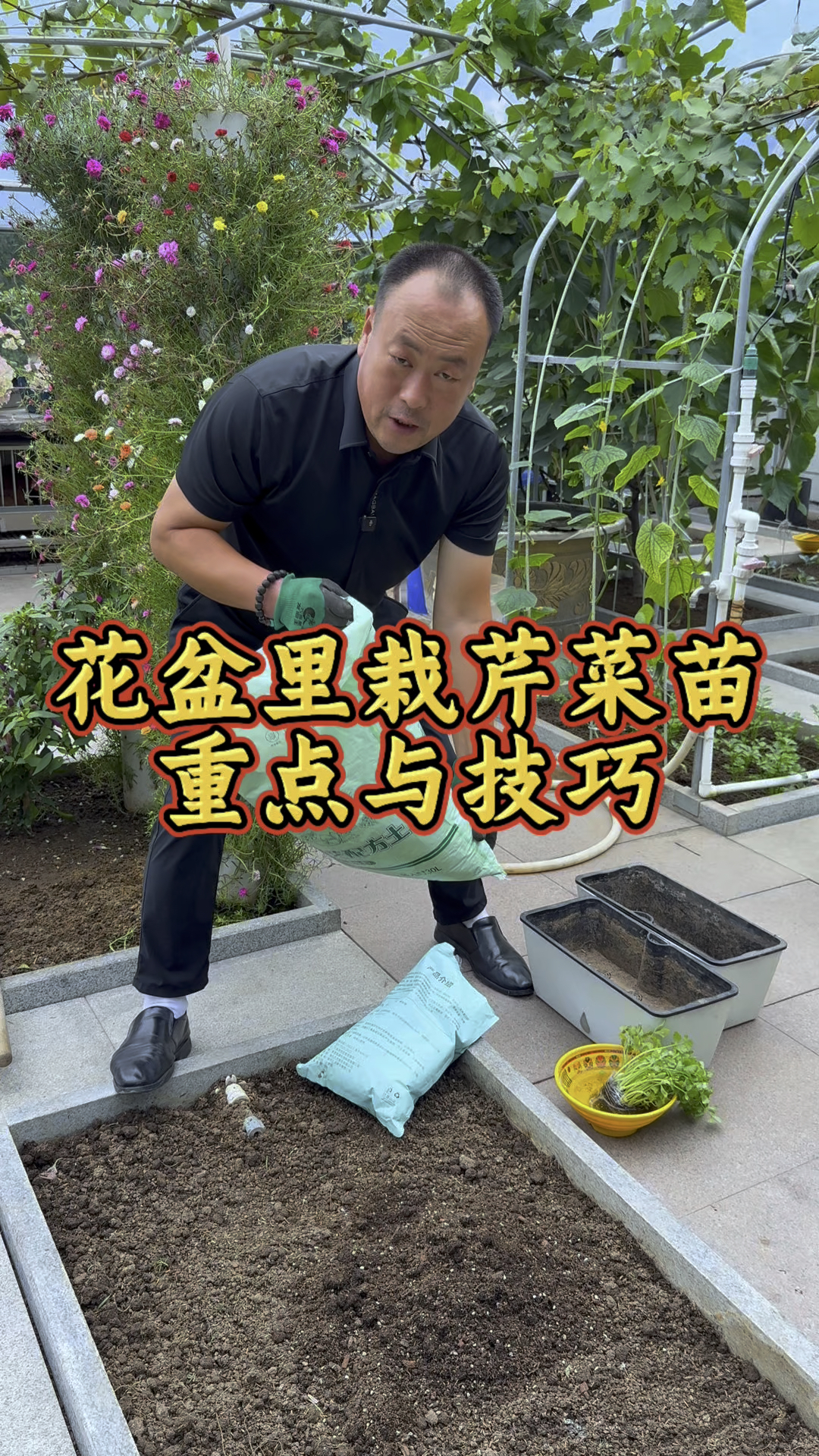 花盆里栽好芹菜苗,调土很重要,注意以下几点,小芹菜可以反复劈