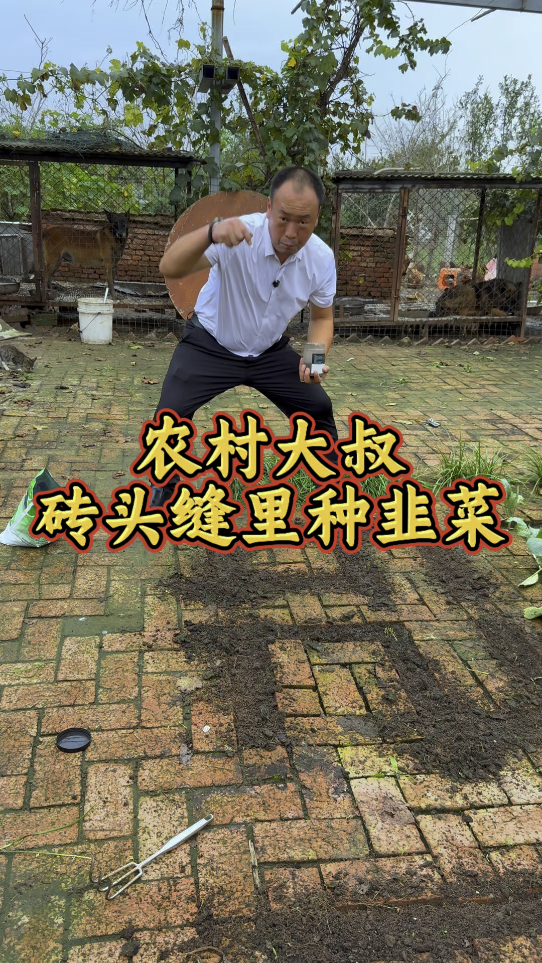 要想明年开春吃到粗壮的头刀韭菜,一定注意以下几个重点!