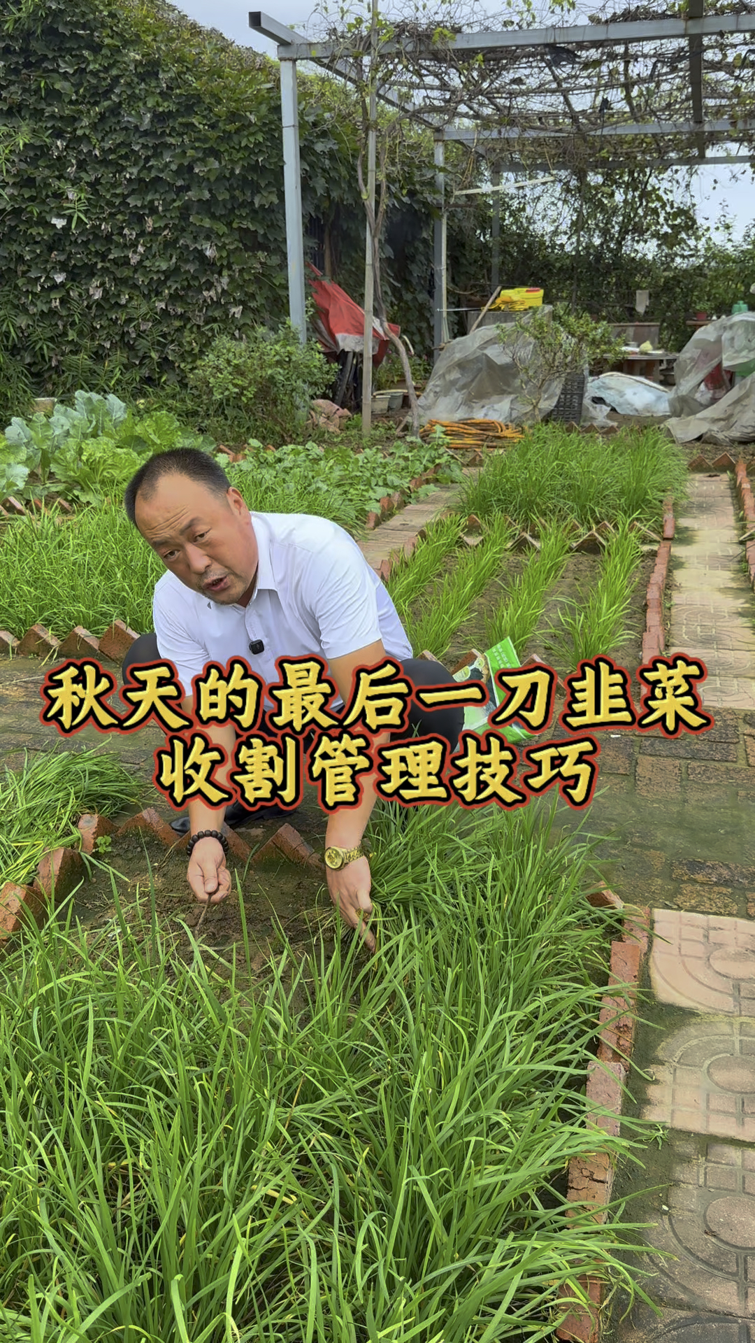 要想明年开春的韭菜粗又壮,一定注意秋后收割韭菜的技巧!