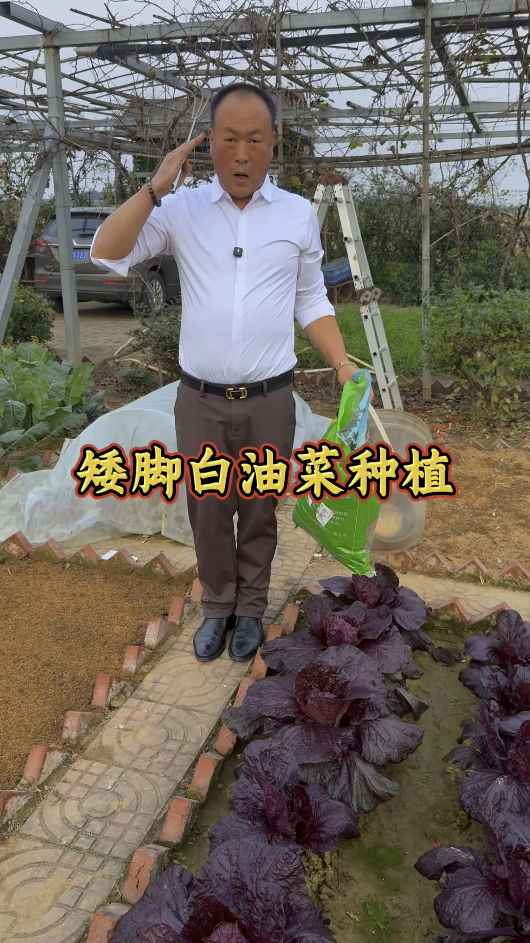 天冷了没什么菜可种了,用纤维杆支小拱棚种点油菜吃! #蔬菜