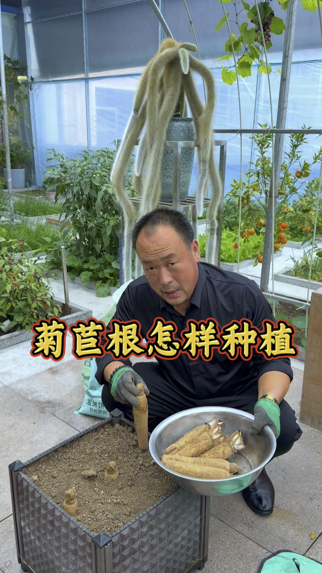 又到了栽菊苣根的好时候了,在家扦插几盆菊苣根,今冬天有玉兰菜
