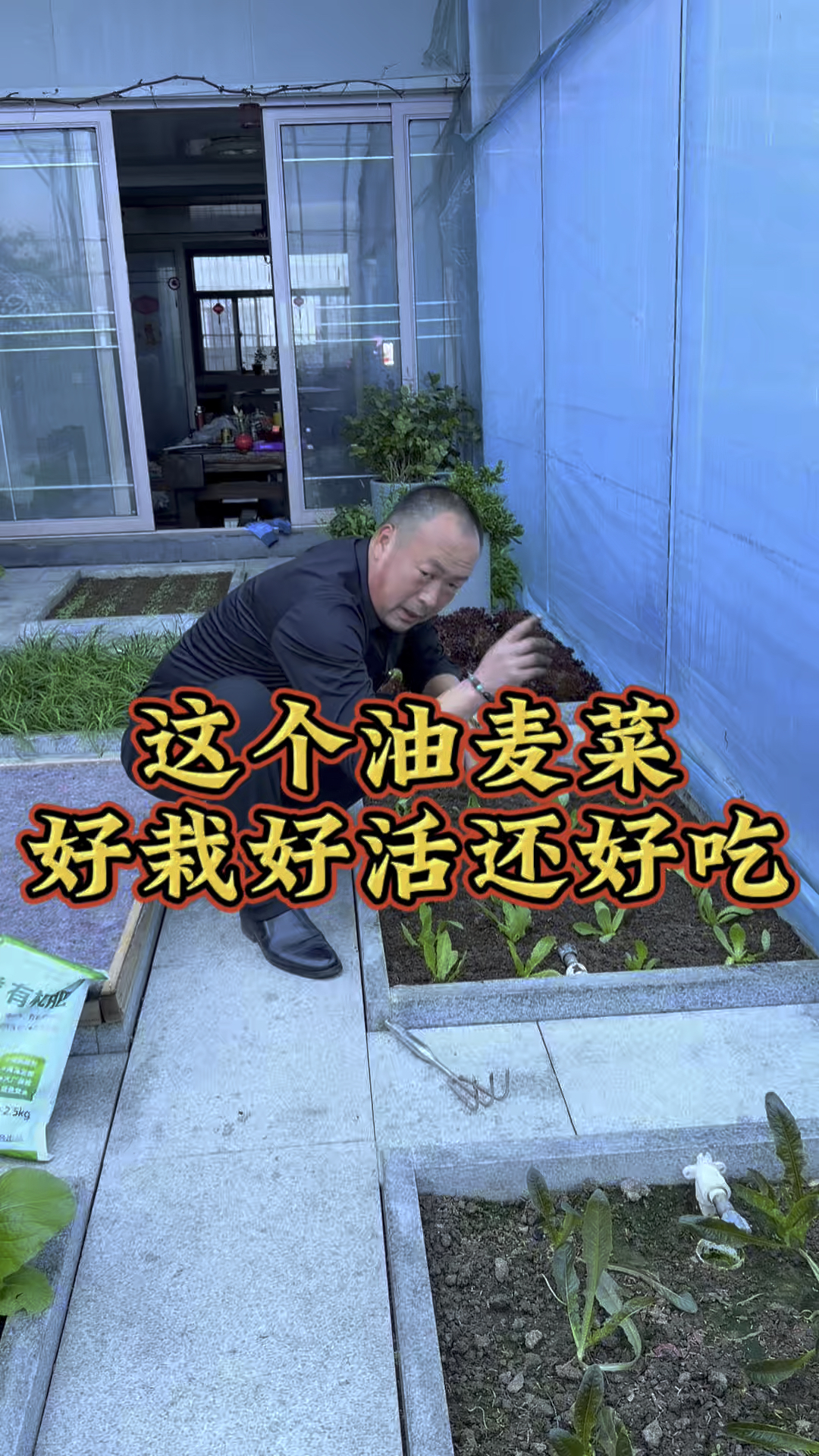 冬天了把田园里育的油麦菜苗,移栽在我的房顶菜园,叫它继续生长