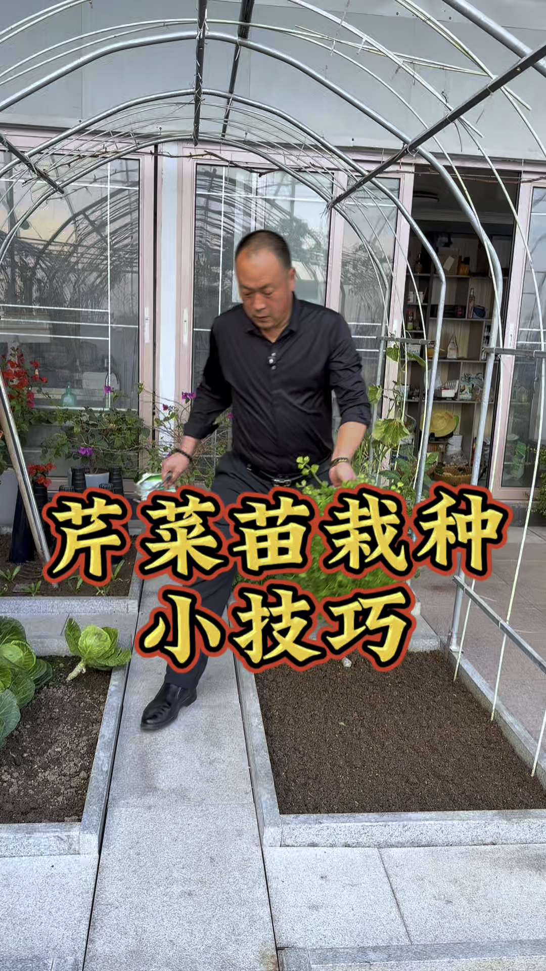 注意以下几点，芹菜苗种植的长势好成活率高！