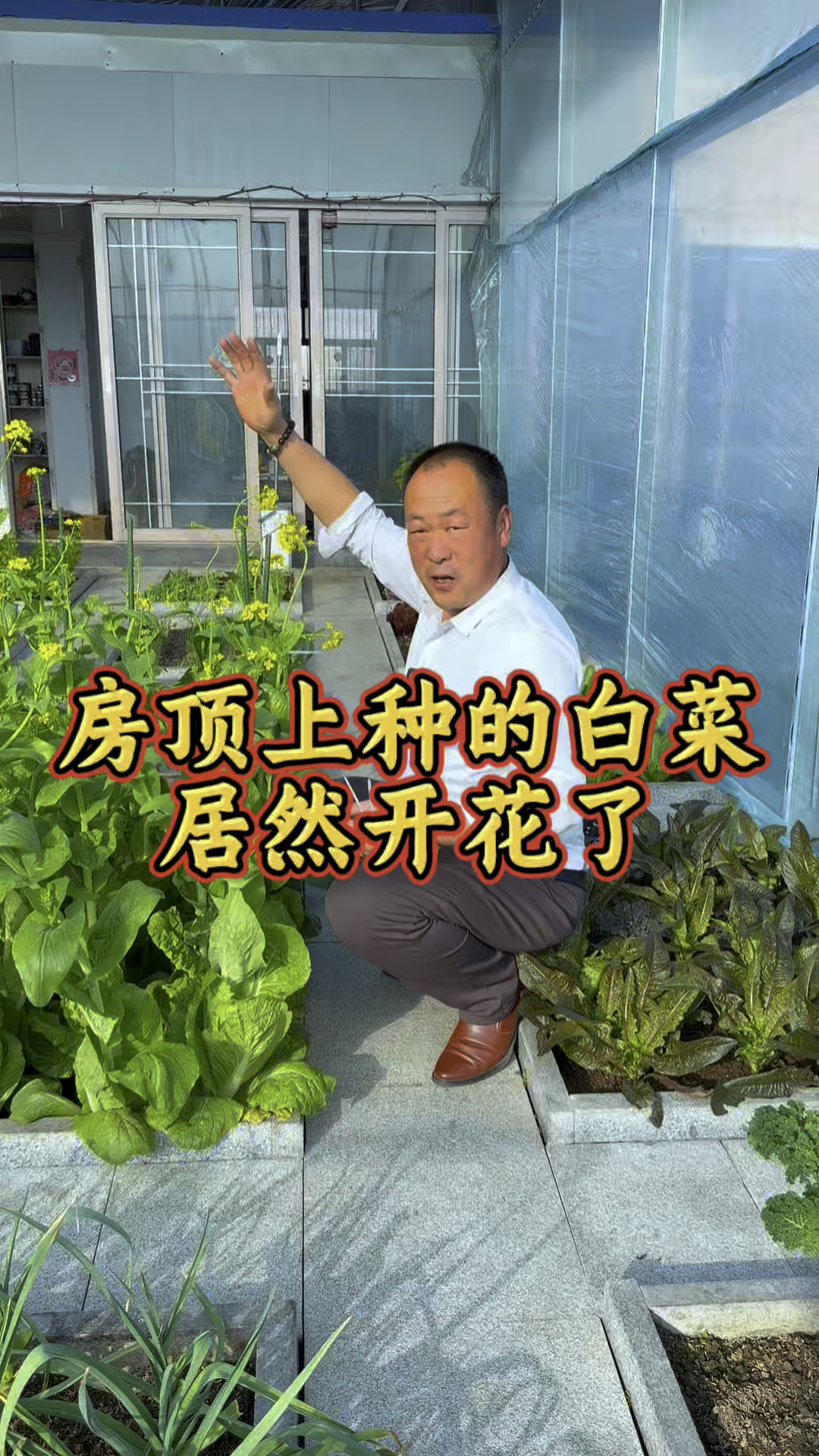房顶上种的白菜居然开花了,收拾一下,寒冷的冬日里看个白菜花,