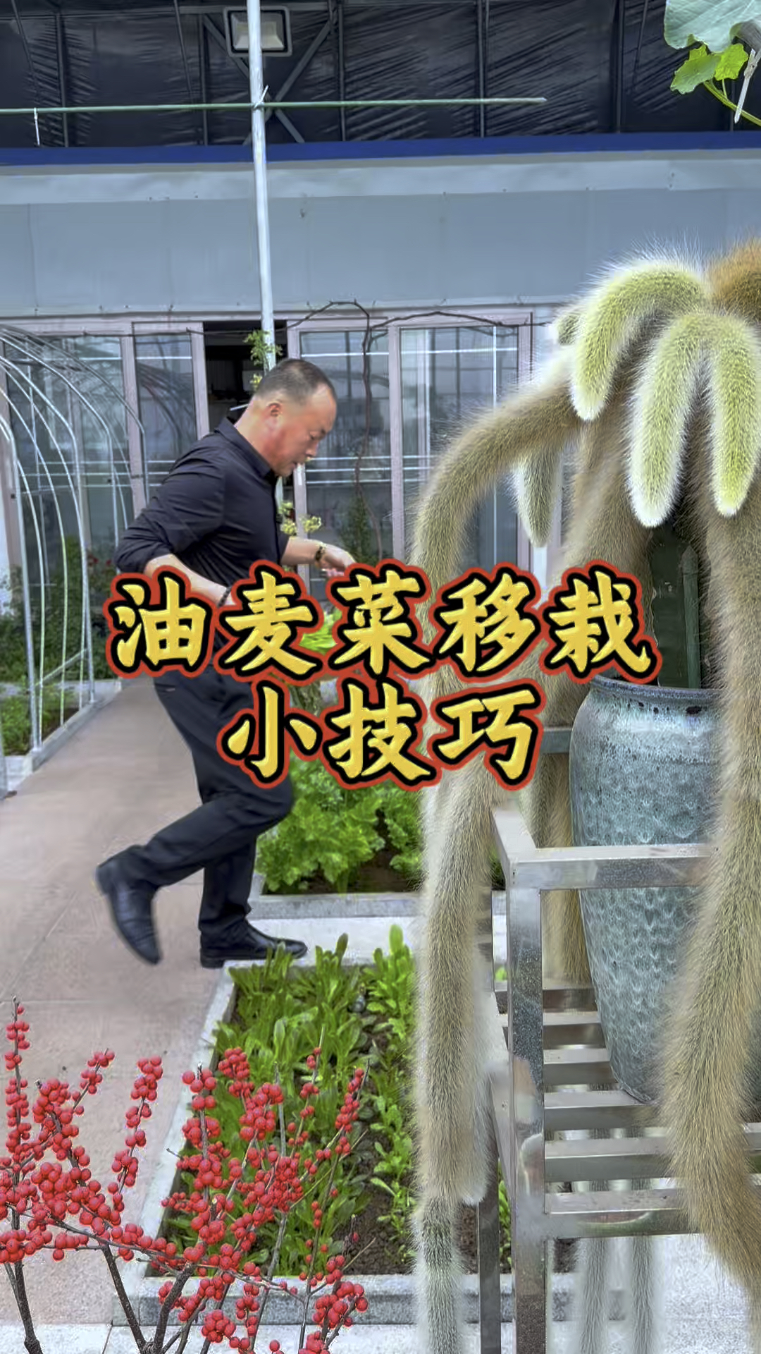 要想油麦菜移栽长得好,注意以下几个重点! #晒晒我的花花草草