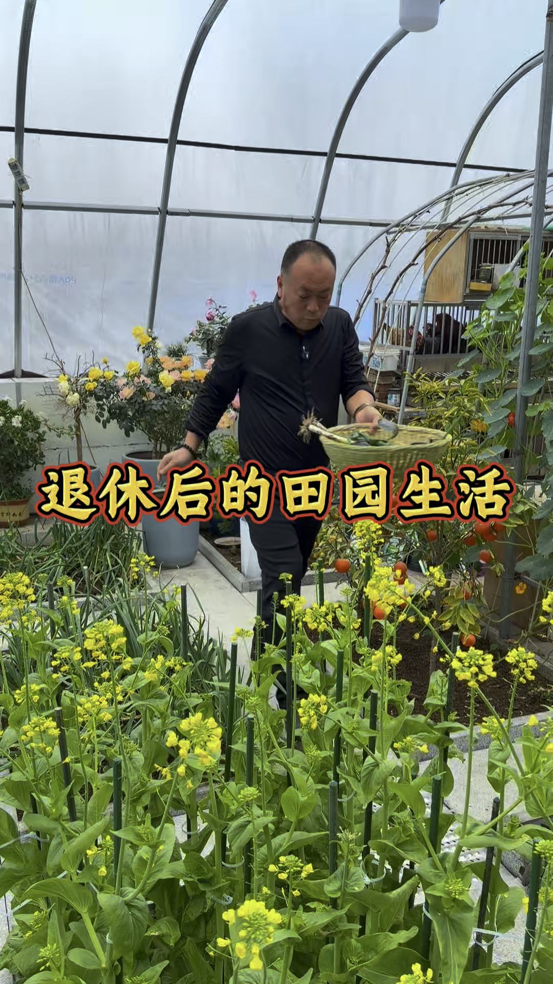 在寒冷的冬季有这么个小菜园,还能采收点新鲜菜,你喜欢吗?