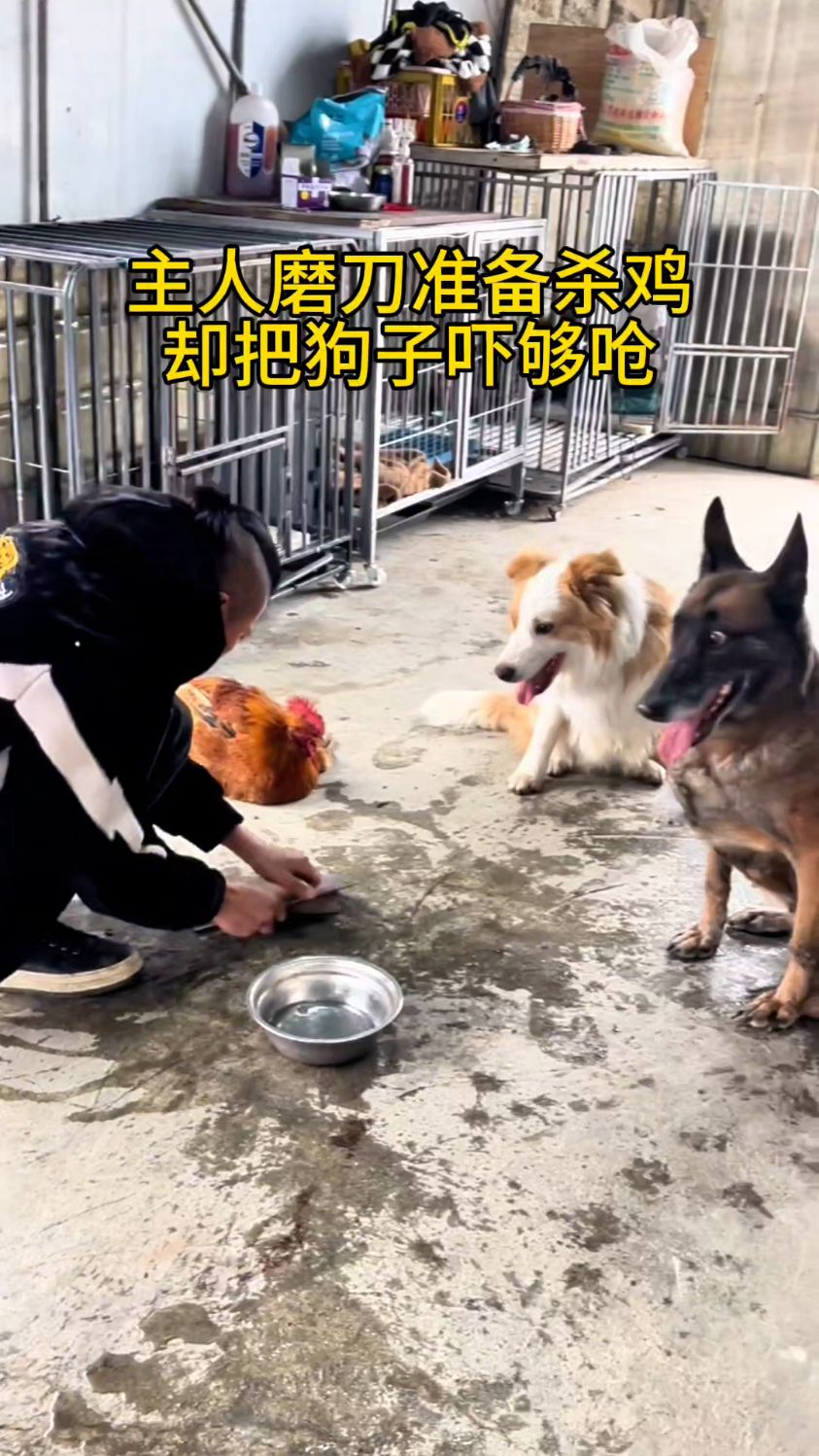 主人磨刀准备杀鸡,却把狗子吓够呛