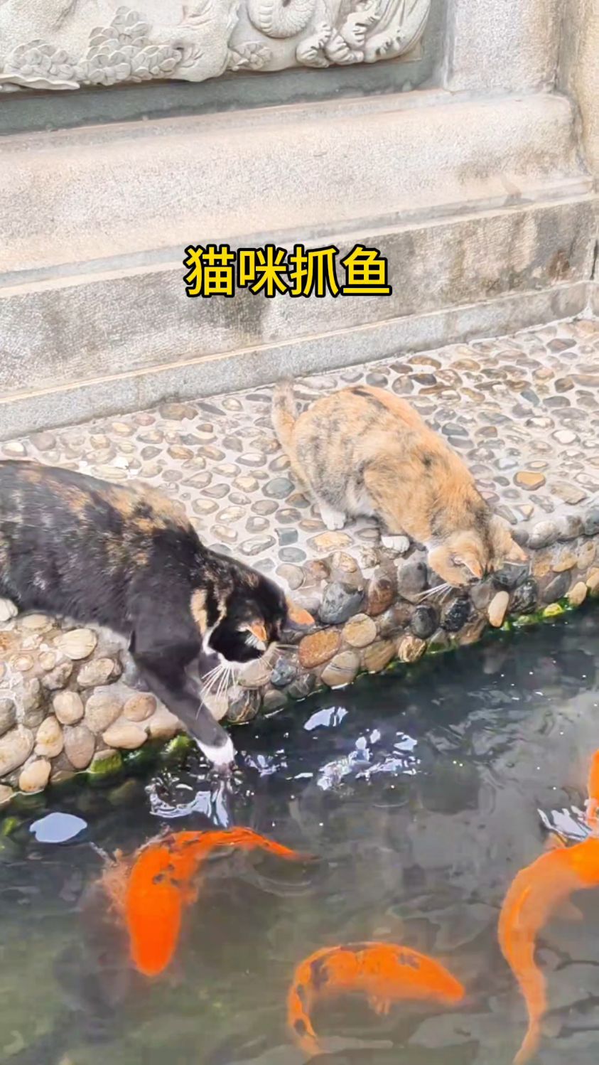 猫咪抓鱼,真是一把好手