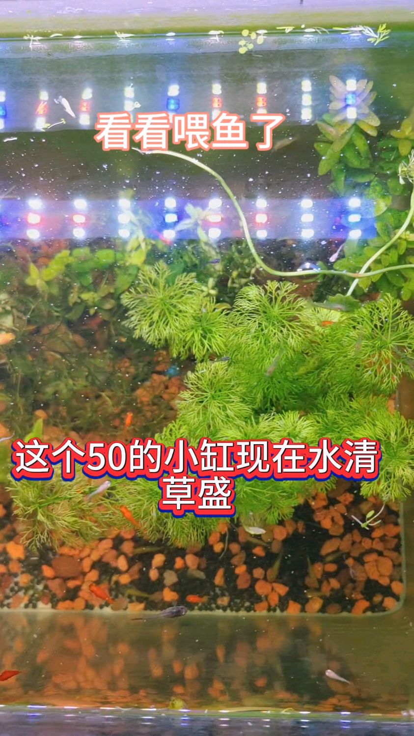 家里的小鱼缸水清草盛,鱼儿看着也挺好