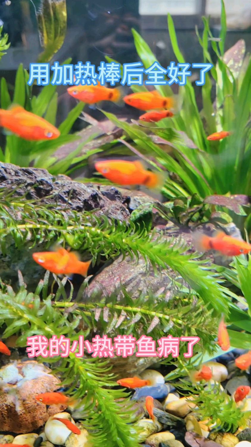 北方养热带鱼的朋友们,加热棒对白点病有用,已实验