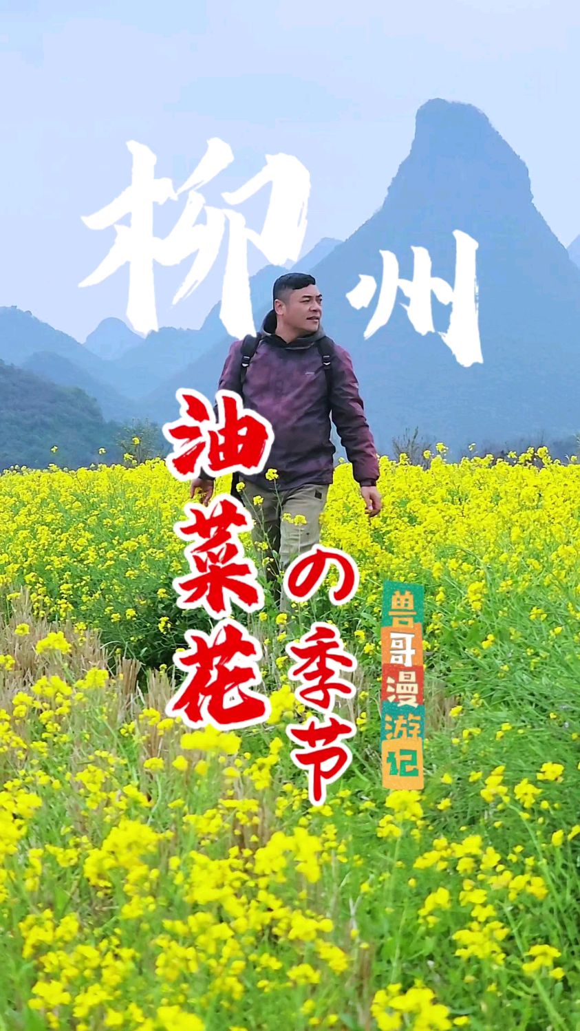 抓住油菜花季的尾巴,在柳州发现一处油菜花海