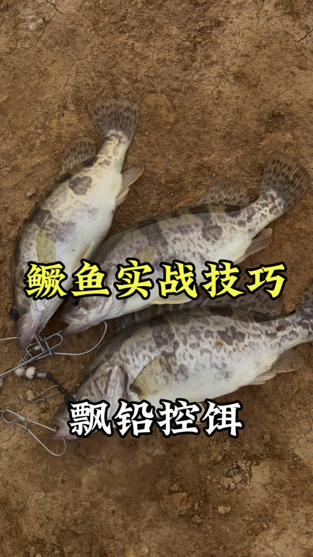 鳜鱼应该怎么钓？路亚鳜鱼野钓实战控饵技巧
