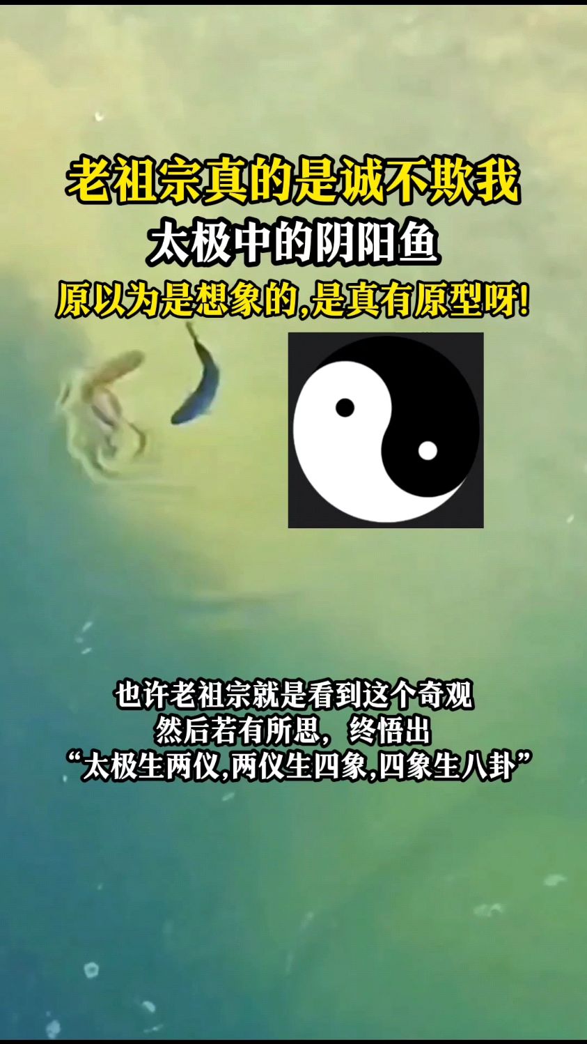 老祖宗诚不欺我!原以为太极阴阳鱼是古人想象的,原来真有原型呀