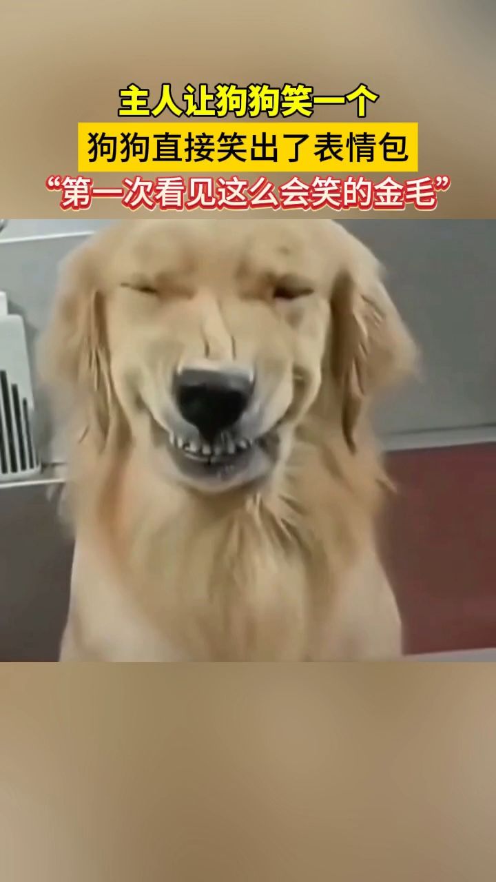 主人让狗狗笑一个,狗狗直接笑出了表情包。