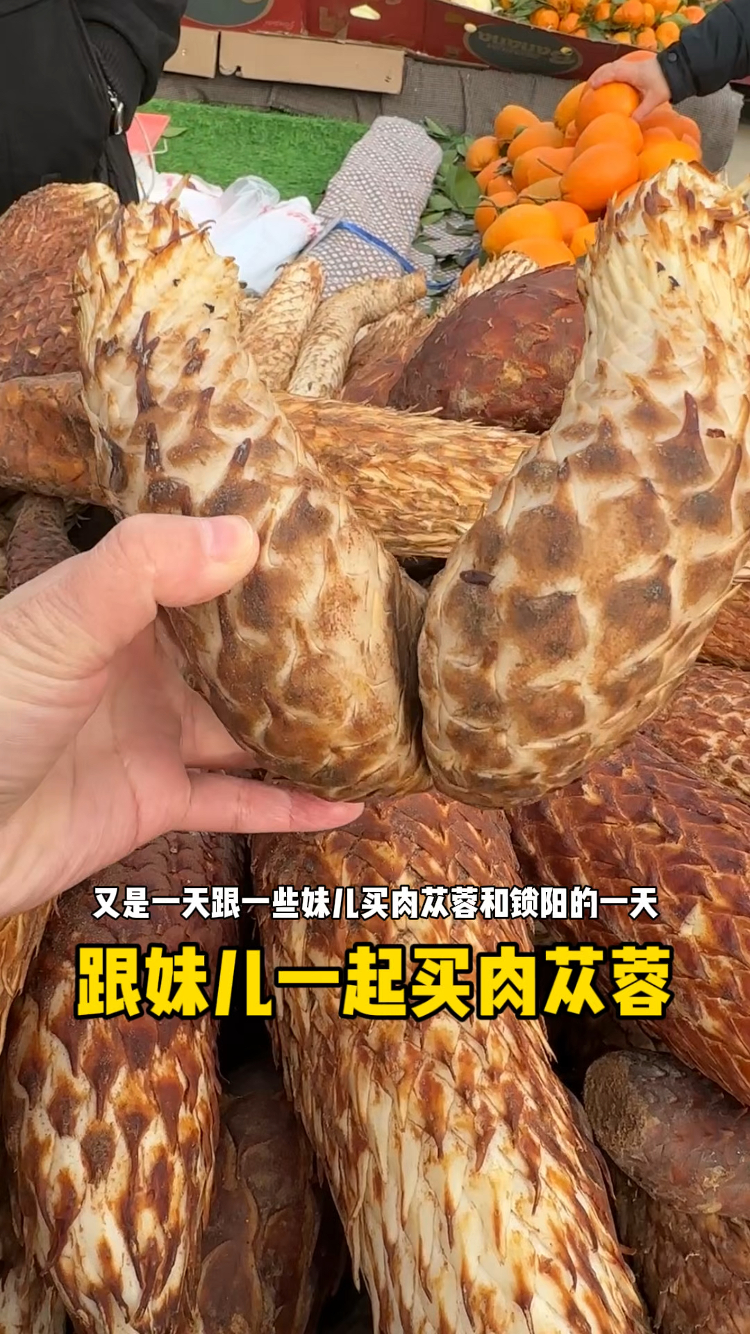 又是一天,跟妹儿一起买肉苁蓉和锁阳的一天