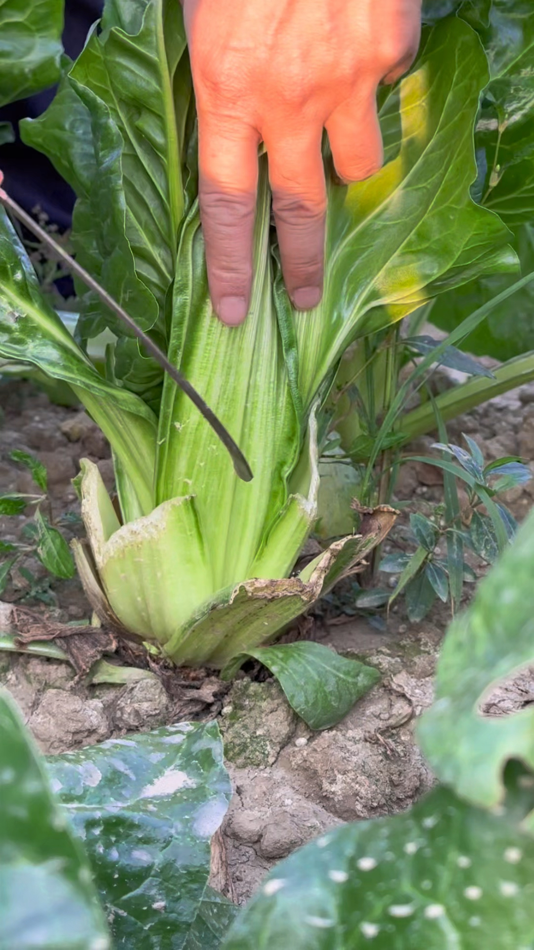 以前家家户户都会种植的莙荙菜,现在为什么很少见了