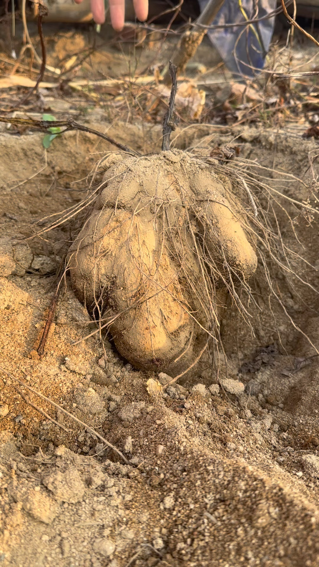 脚板薯也叫大薯,曾经是饥荒时期的救命粮