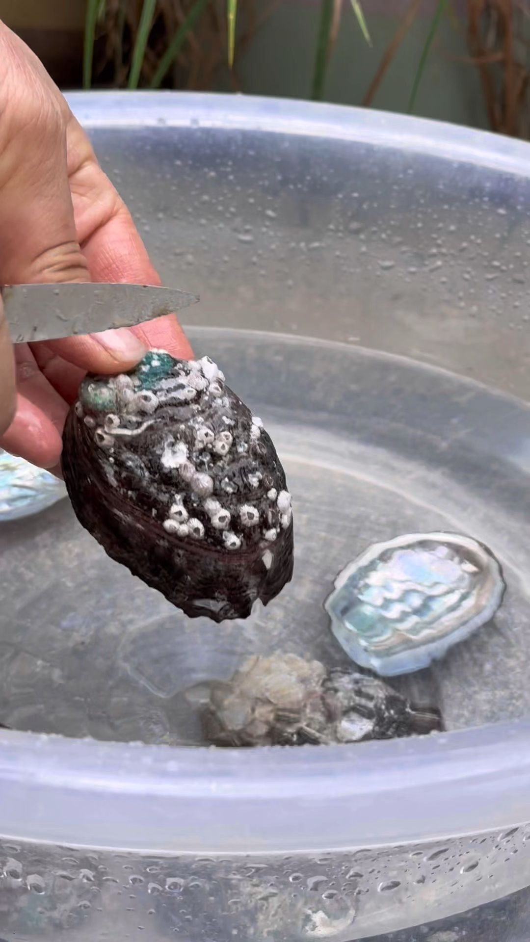 吃完鲍鱼随手扔掉的壳,原来是石决明