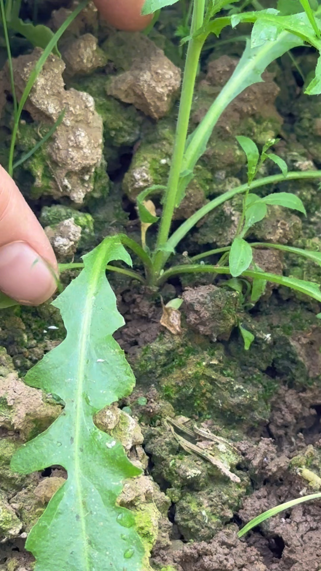 荠菜煮鸡蛋,健康好运来