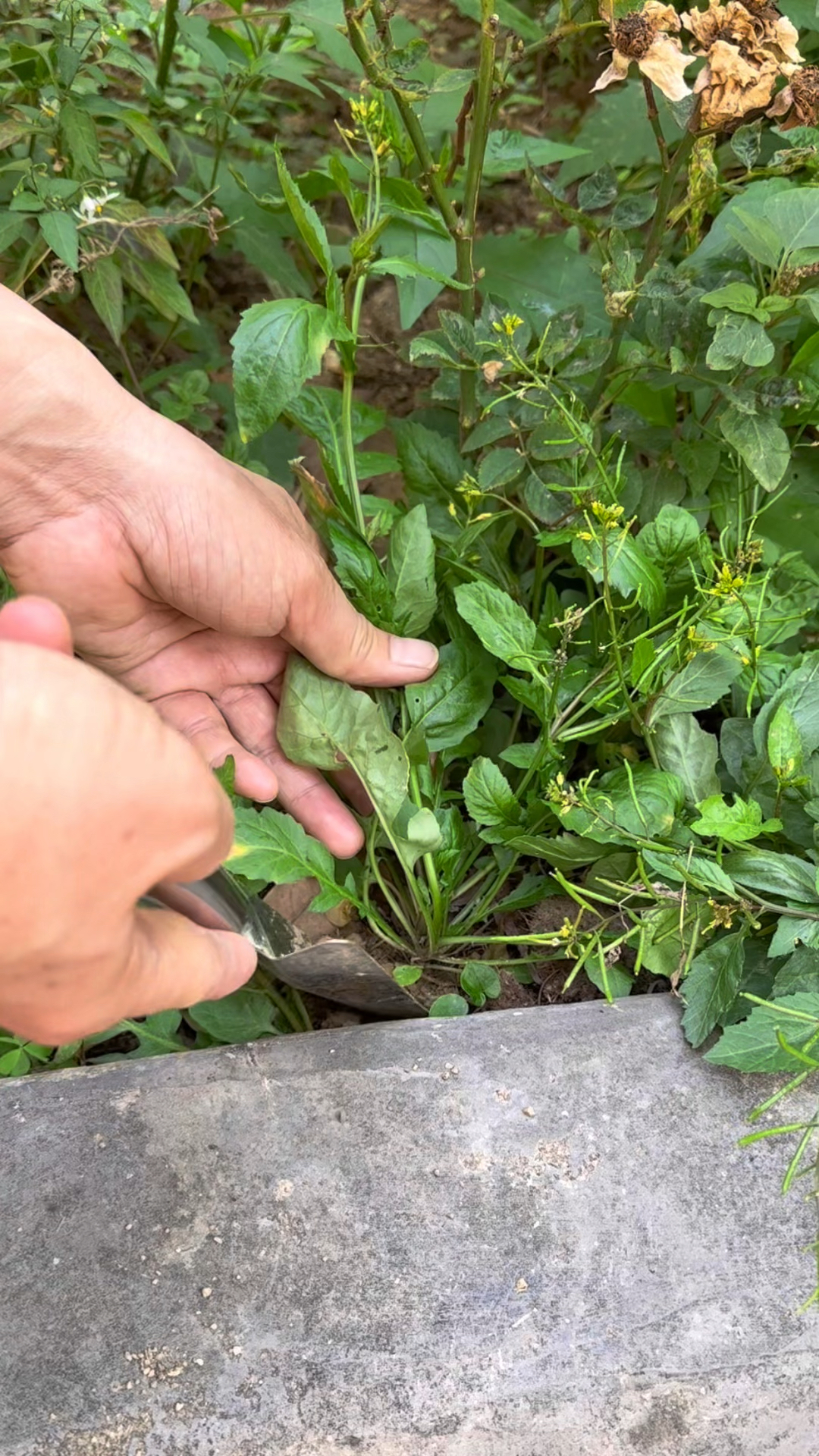 塘葛菜是一种特别的野菜,它有鲜美的味道和独特的清香