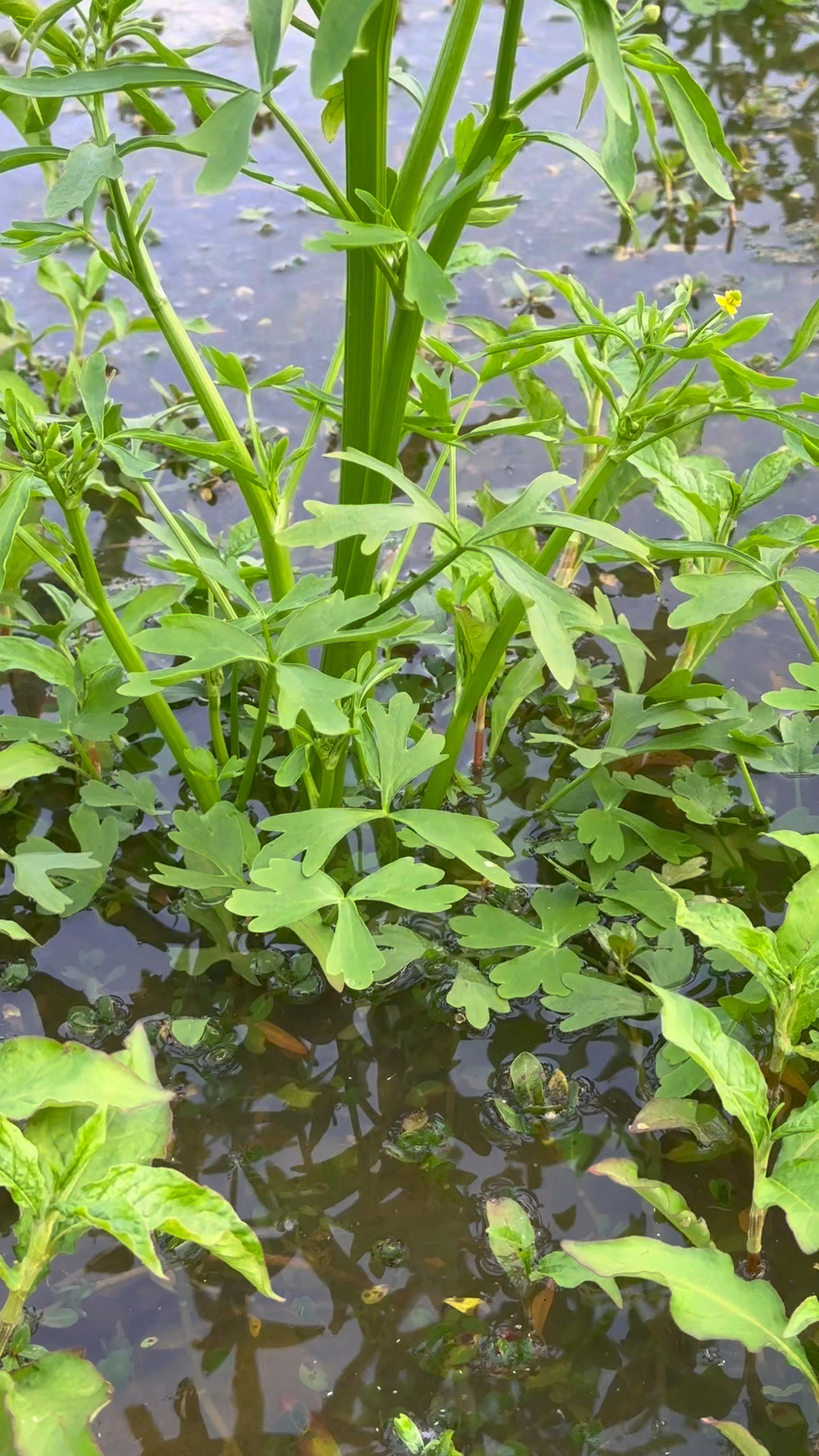 石龙芮形状很像芹菜,野外遇到了不要当成水芹菜来采挖