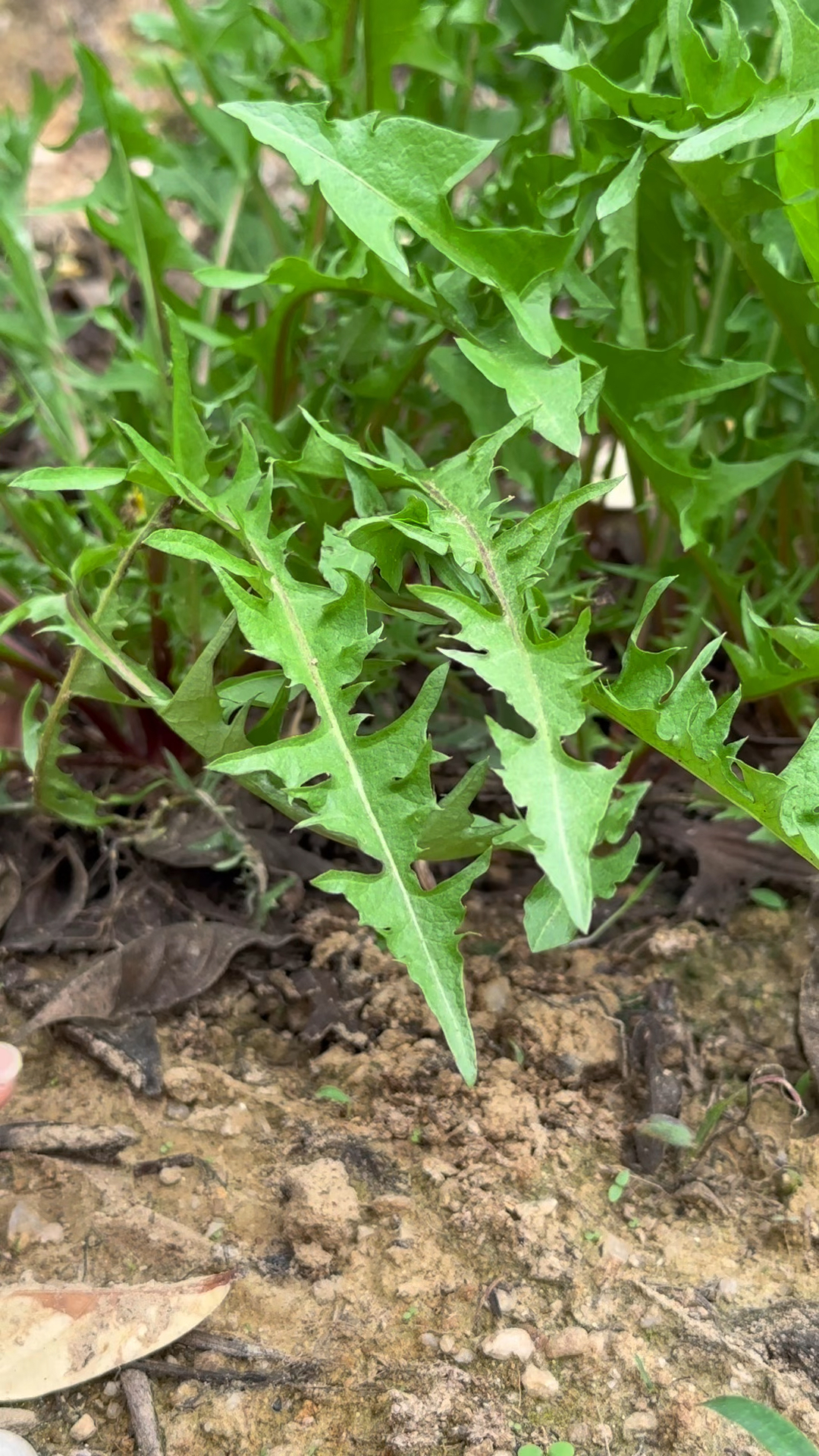 野菜界六边形战士!蒲公英的吃法指南,看完想薅秃绿化带