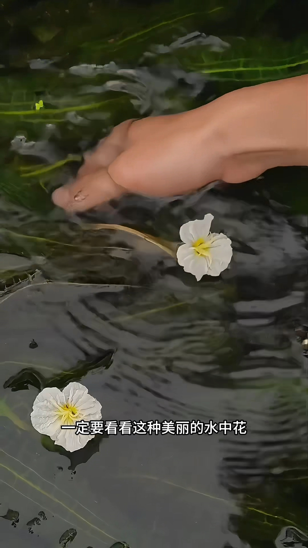 洱海