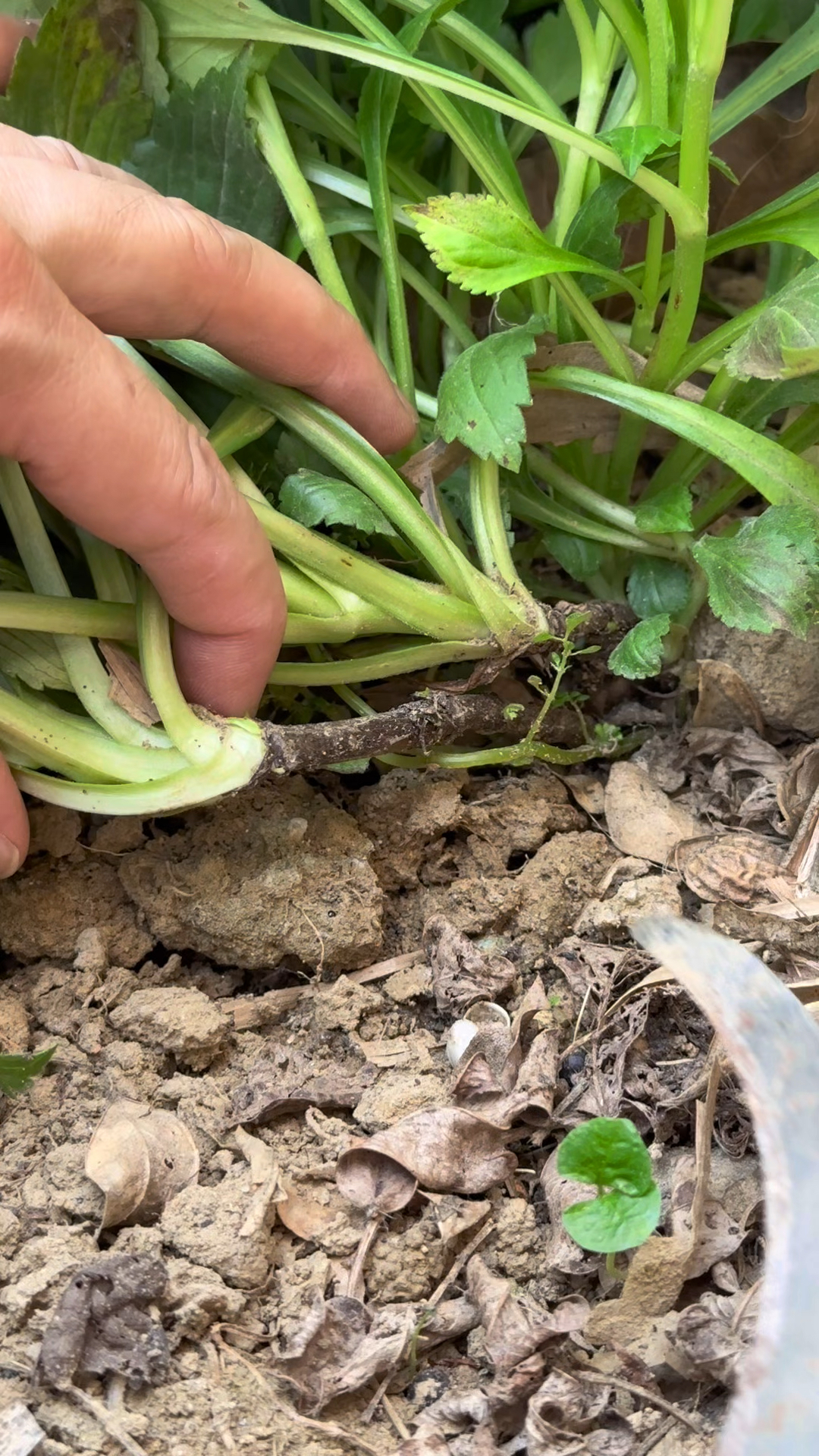 闻着臭,吃着香!这种野菜叫‘苦斋婆’,夏天很多人抢着吃
