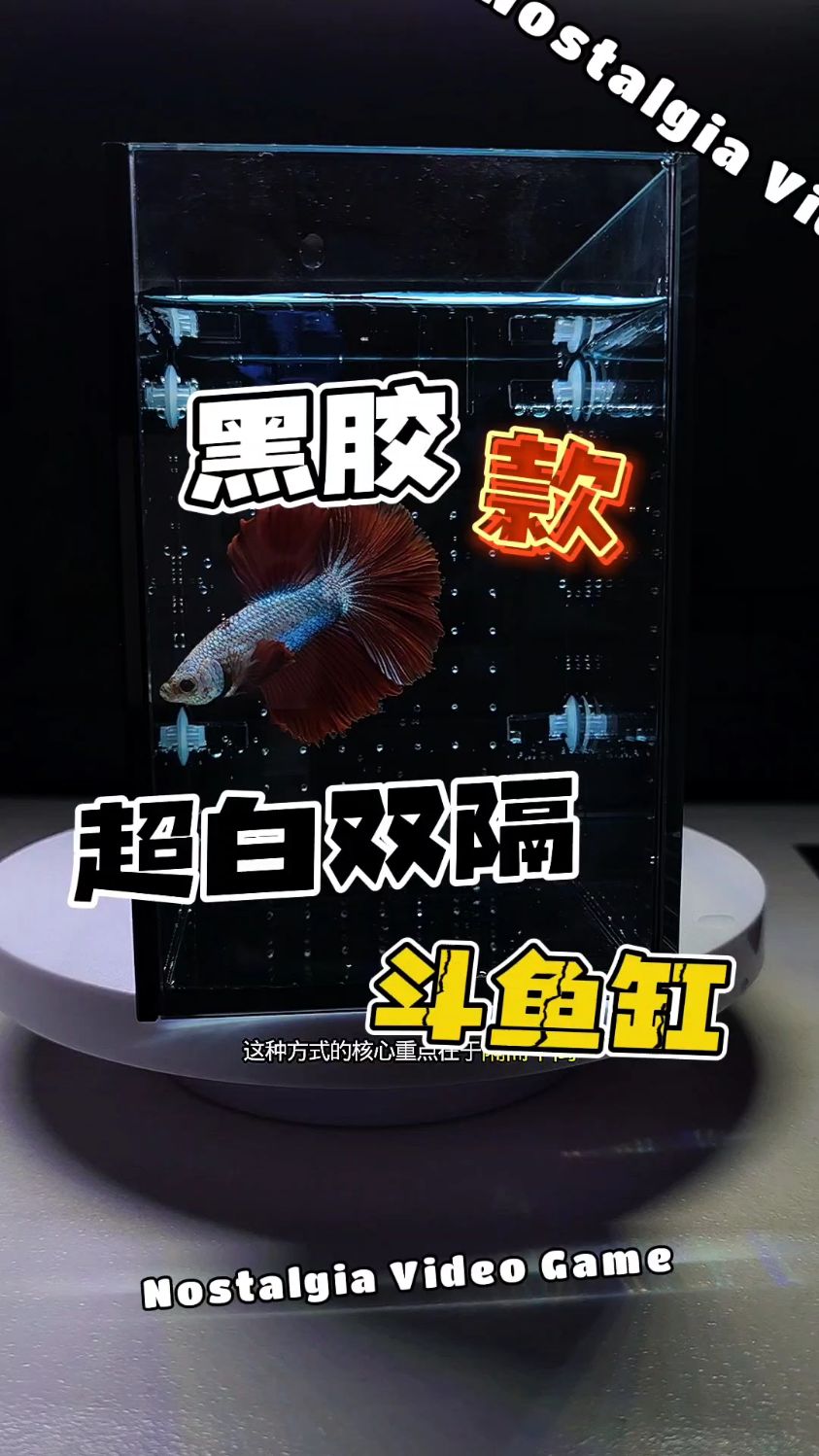 双格超白玻璃桌超透面斗鱼缸观赏鱼显色黑背隔离分隔观赏孵化