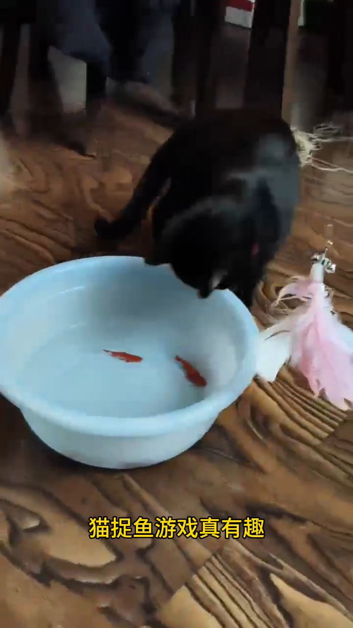猫捉鱼游戏真有趣