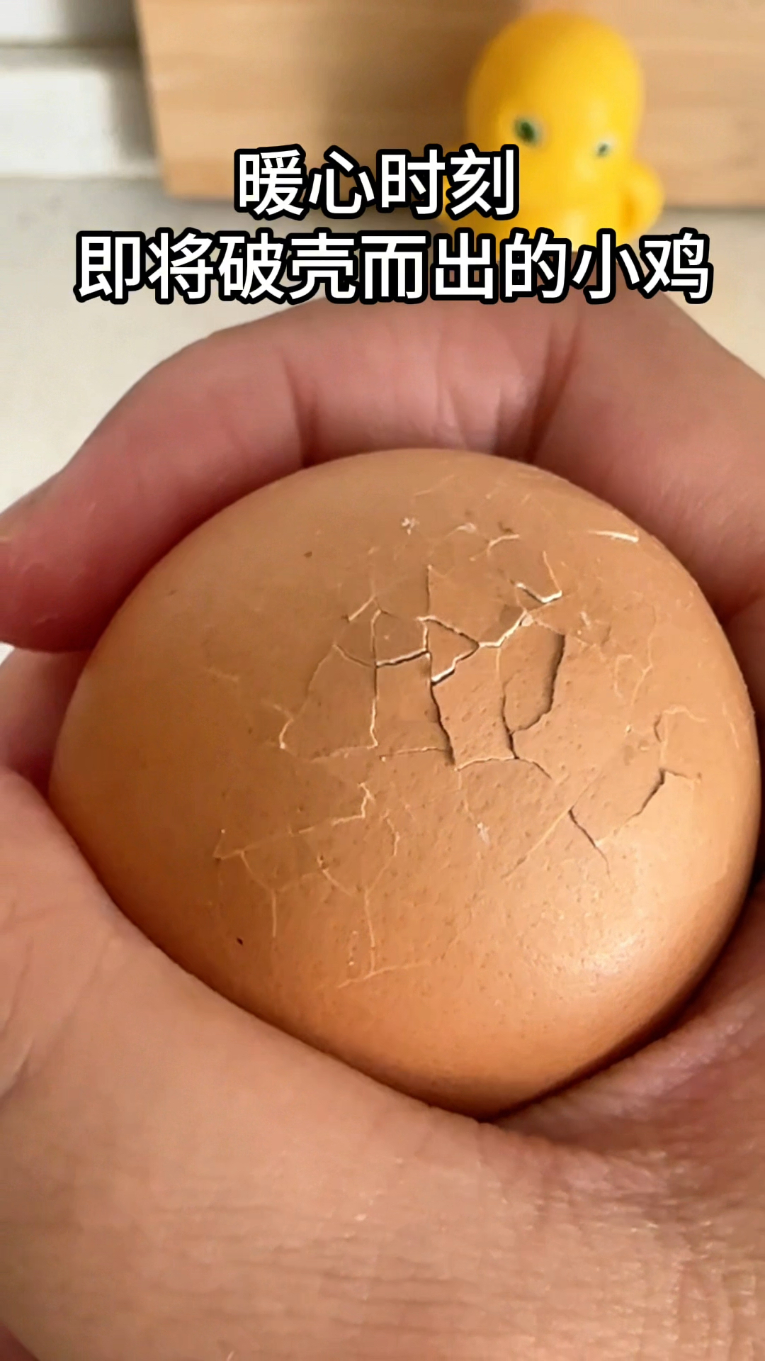 记录小鸡破壳全过程,太暖心了