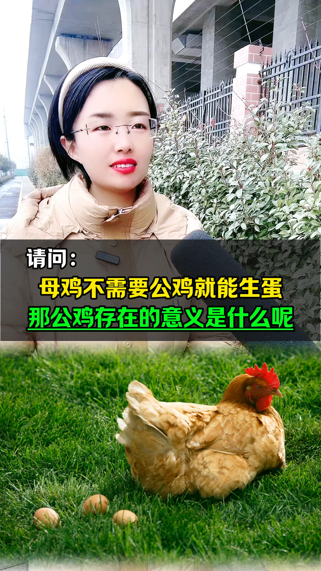 母鸡不需要公鸡就能生蛋,那公鸡存在的意义是什么?