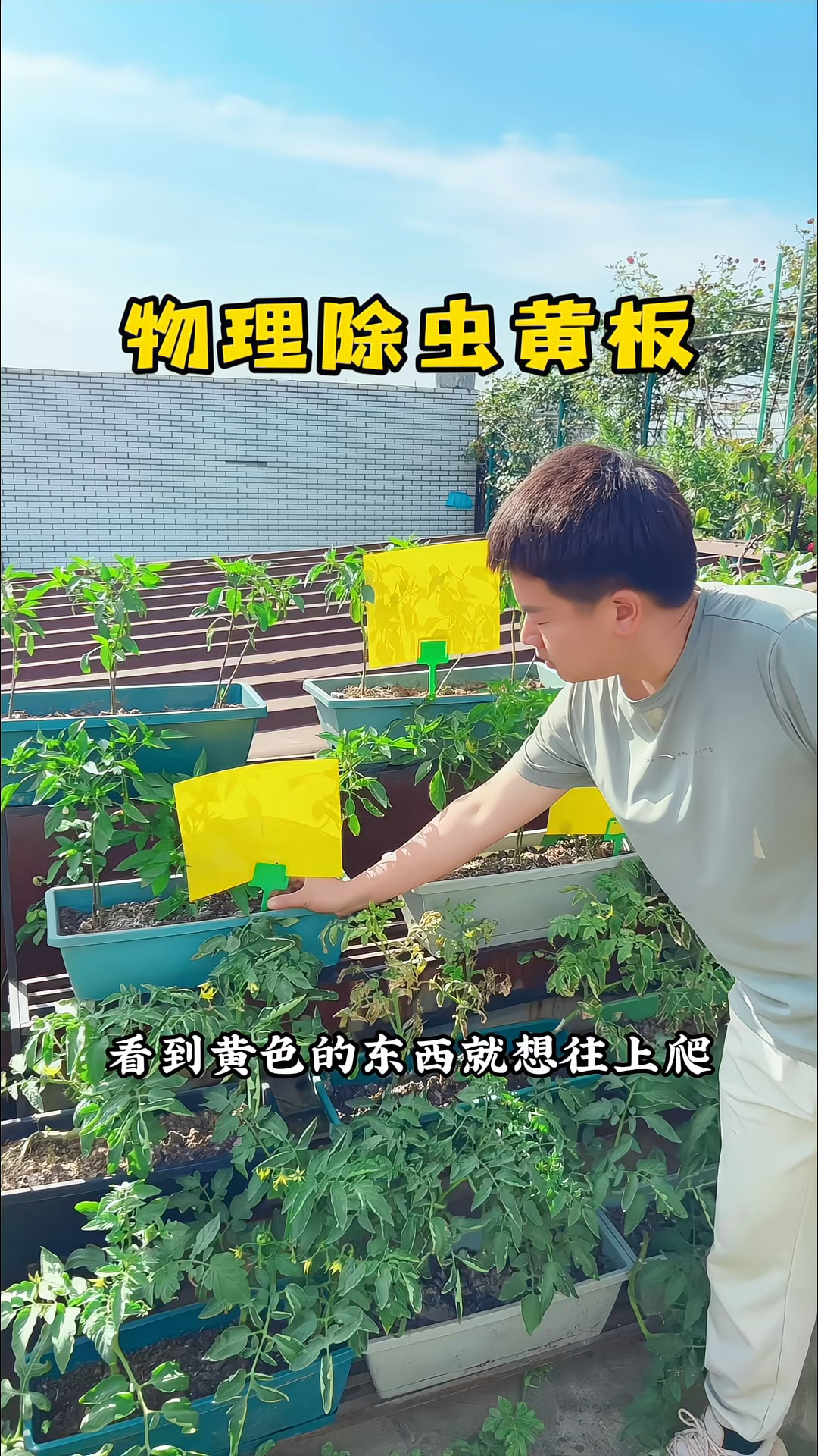 家里养花种菜又不想喷药,可以把它挂起来物理除虫