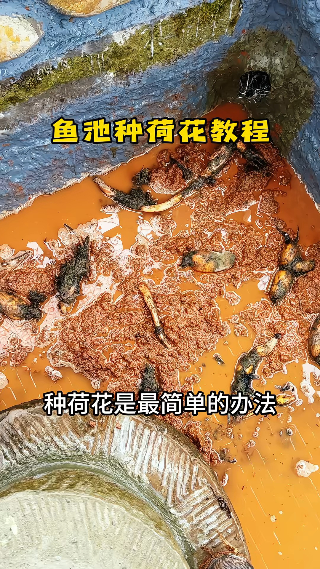 想让鱼池水清澈，种荷花是最简单的办法，藕苗如何在鱼池里成活高
