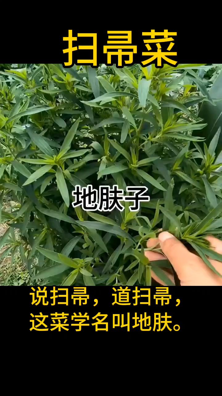 扫帚菜你吃过吗?