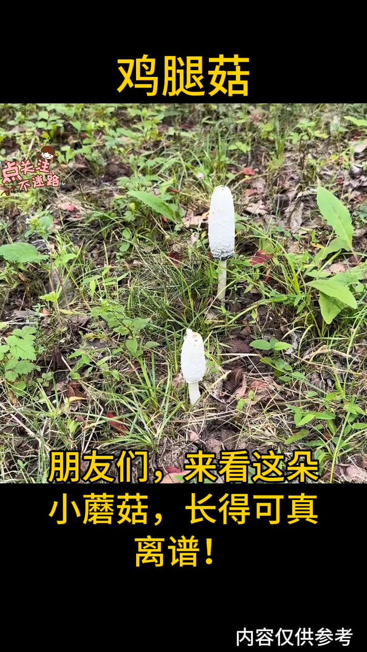 小心这朵“鸡腿菇”!能变墨水还会“下毒”