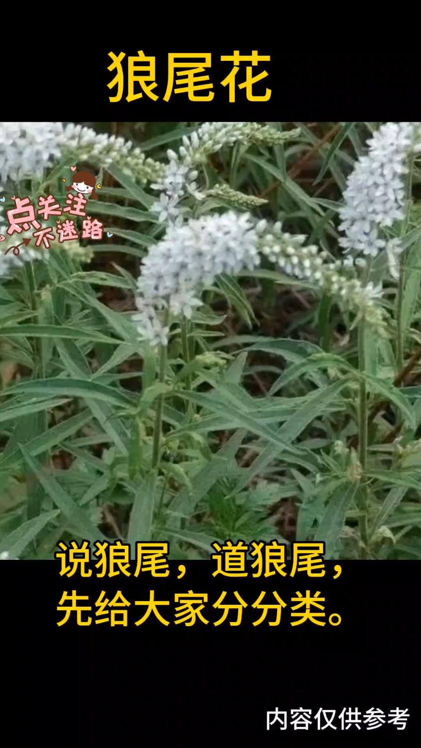 狼尾花你认识吗?
