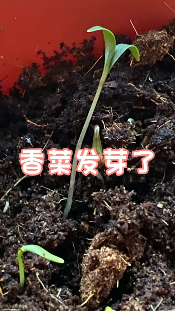 香菜发芽了！#家庭种植 #盆栽 #绿植花卉