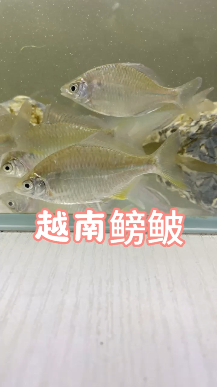 越南鳑鲏#养鱼#水族 #养鱼日记