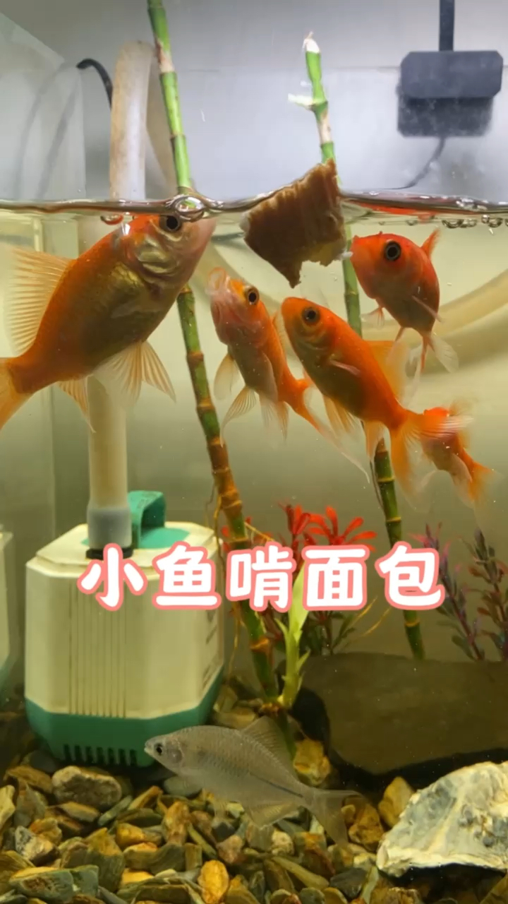 小鱼啃面包#养鱼 #水族 #养鱼日记