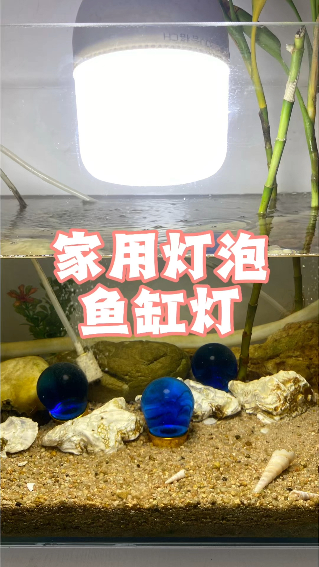 家用灯泡鱼缸灯 #养鱼 #水族 #手工D1Y