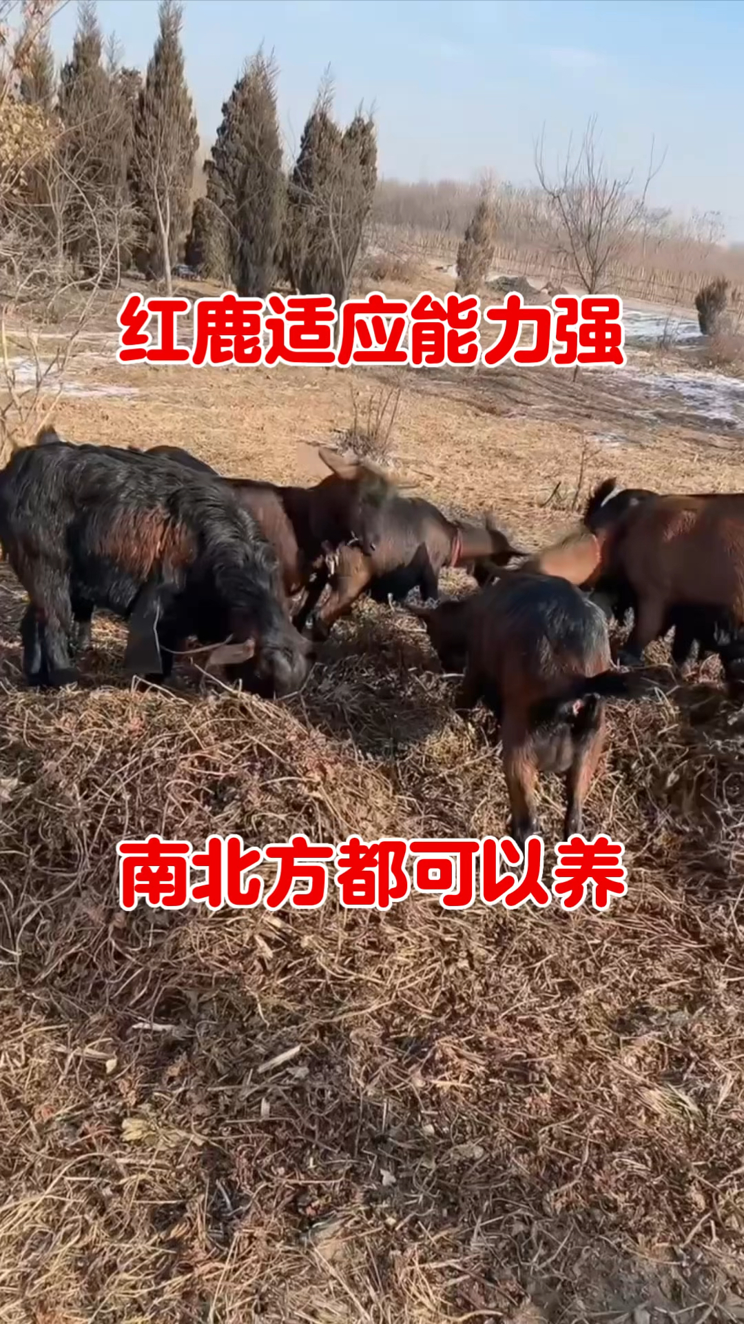 抗寒耐热奶山羊品种红鹿奶山羊当仁不让