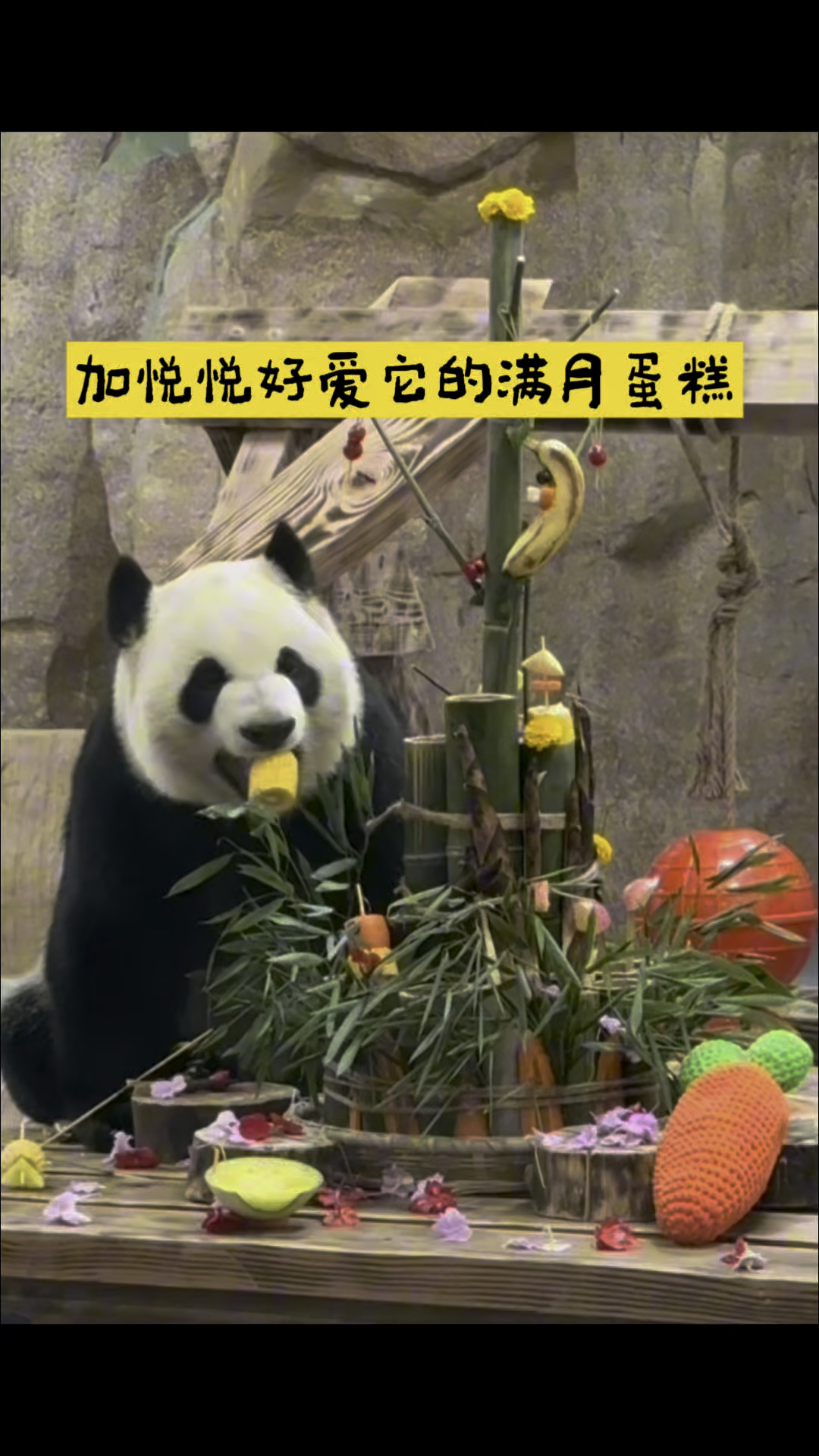 加悦悦好爱它的满月蛋糕,宝贝来锡一个月了!