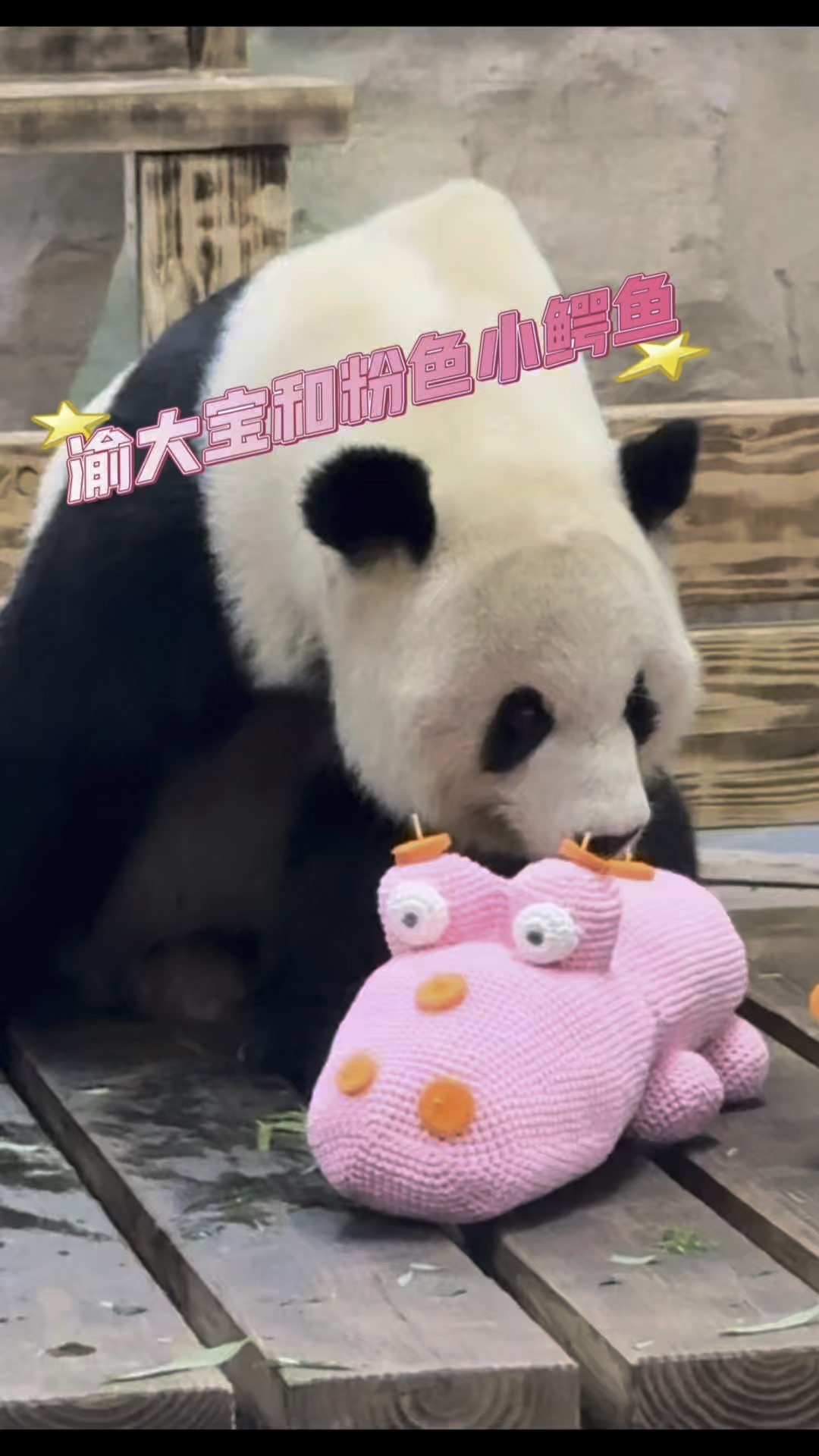 渝大宝和粉色小鳄鱼