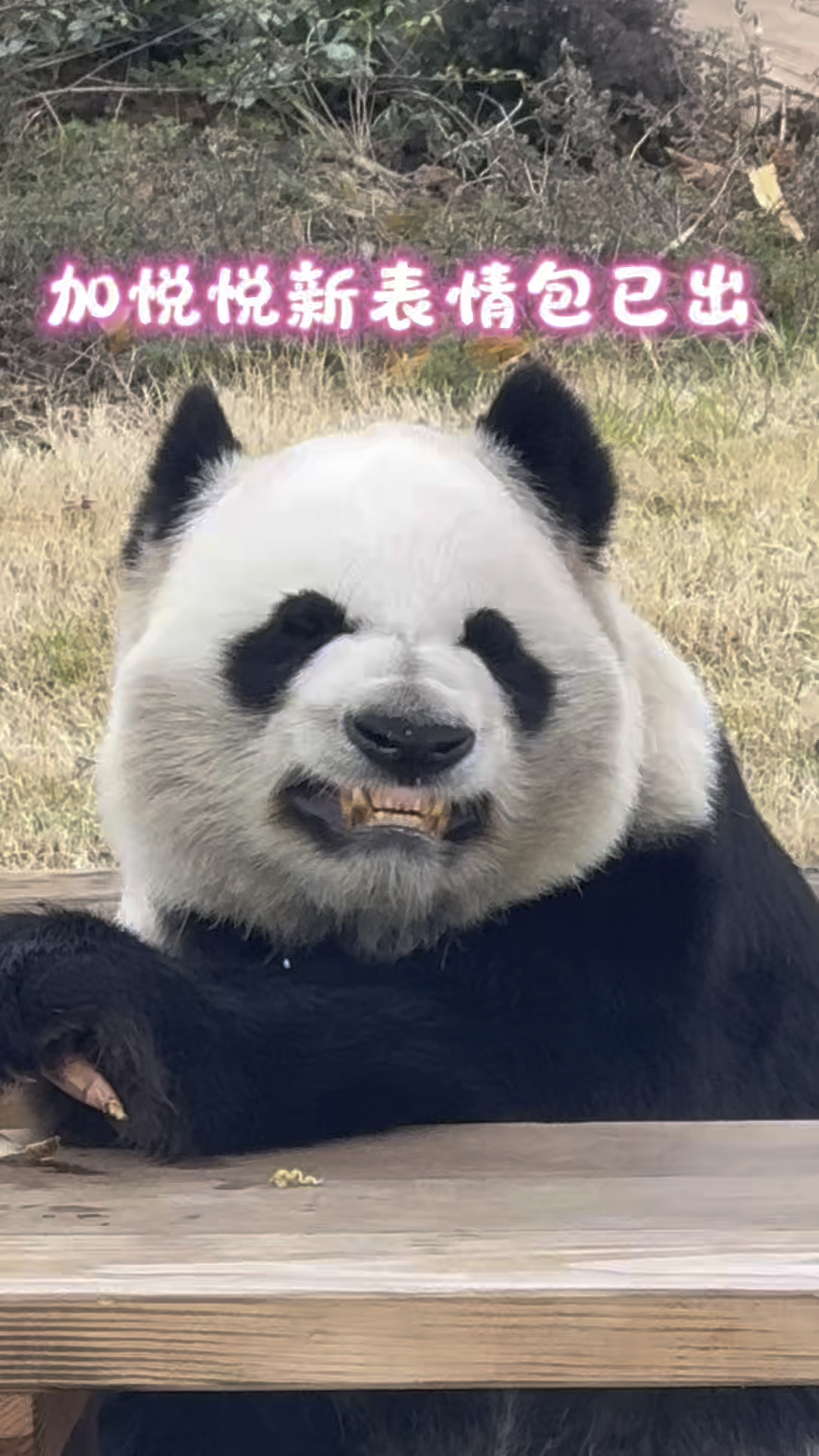 加悦悦新表情包已出,eejj请查收