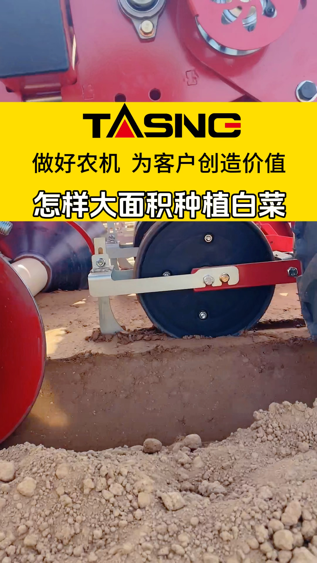 怎样大面积种植白菜,一台机器轻松搞定