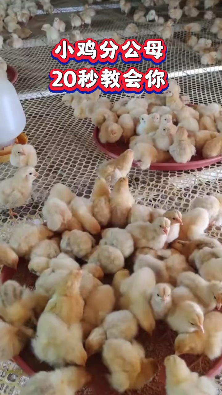 小鸡分公母,20秒教会你